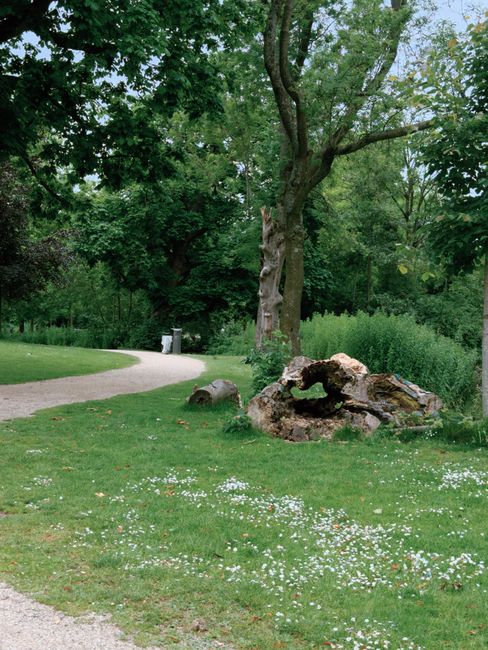 A green park scene featuring a large deciduous tree with a thick, textured trunk and spreading branches, surrounded by lush grass and small white flowers scattered across the ground. Nearby, a pile of large, irregularly shaped tree roots and logs with rough, fibrous surfaces and varying brown and beige tones are positioned close to the base of the tree. A narrow, winding gravel pathway curves through the park's greenery, leading towards a background section filled with dense bushes and tall trees, set under an overcast sky that provides diffuse lighting. In the distance, a small, light-colored waste bin is visible along the pathway, and the scene appears tranquil and well-maintained, illustrating a typical outdoor space where independent waste removal services, such as those provided by Rubbish Collection Harringay, could facilitate the clearance of garden debris or organic waste from such natural environments.